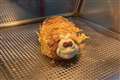 Colin the Batterpillar: Marks & Spencer cake deep fried by Scottish chip shop