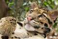 Sanctuary welcomes arrival of clouded leopard