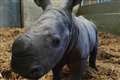 Rare baby white rhino born at UK zoo hailed ‘a little miracle’