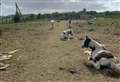 Horses left 'without food or water'