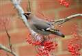 Twitchers flock to catch glimpse of rare bird