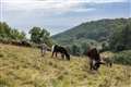 One-to-one time for rescued donkeys to help save endangered wildflower