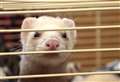 30 ferrets stolen from rescue centre