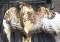 Protected bird of prey shot over nature reserve