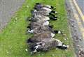 Man, 19, arrested after geese killed by car