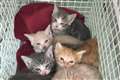 Owners ‘infect pet cat’ with Covid-19 in the UK