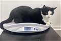 Animal charity sends weight warning after cat tips scales at 24lb