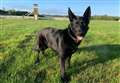 Police dog hunts down cannabis farm suspects