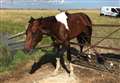 Rescue effort for horse stuck on gate 