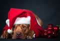 Take your dog to Santa's grotto 