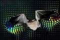 Scientists create bat-like technology that produces images from sound