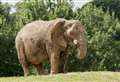 Sadness at death of African elephant