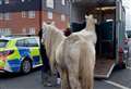 Two horses stolen and ‘led to the pub’ found - but one still missing