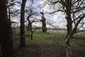 RAF aerial photographs help conservationists restoring 19th-century parkland