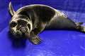 Rare seal pup with dark coat being cared for at rescue sanctuary