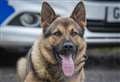 Police dog find suspects in field