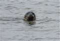 Seal spotted eating lunch in river