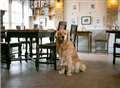 Award-winning restaurant goes dog-friendly