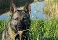 Police dog tracks down suspected fuel thieves