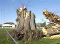 Gales destroy county cricket club's famous tree