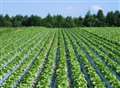 Farmland prices flatten out