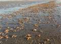 Thousands of starfish washed up on the shore