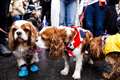 Spaniel parade ‘fitting honour’ for the new King, says organiser