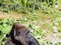 Gorilla born at Port Lympne