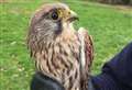 Injured bird may have been a victim of the storm