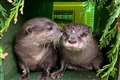 Four-legged pair are otterly in love after online matchmaking