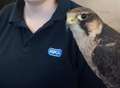 Falcon returned after being cut free by trespasser