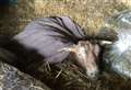 Second goat dies after arson attack at stables 