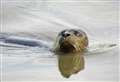 Seal and kingfisher spotted in river