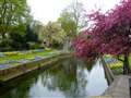 Canterbury in Bloom