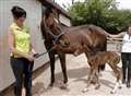 Horse defies vets