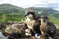 Osprey chicks to be named by public as genders revealed