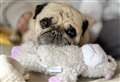 TikTok's Puggy Smalls nearly died after operation