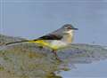 Nesting birds delay reopening of river lock 