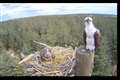 Wildlife lovers hail ‘perfect’ pair of ospreys