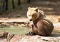 Bear cub rejected by family given new home in time for Christmas