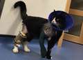 'Cat full of metal' on his way to full recovery 