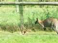 Possible new sighting of wandering wallaby