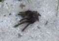 Fears of tarantula on loose 