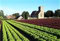 Salad farm snapped up by berry growers