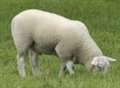 Sheep rescued from mud