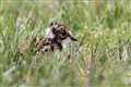 Endangered bird makes return to Co Down bog thanks to conservation efforts