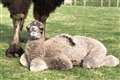 Baby camels must wait to meet visitors after being born in lockdown