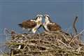 Breeding programme celebrates 200th chick since returning ospreys to England