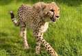 Two animals dead as cheetah escapes enclosure