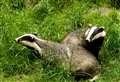 Scheme to relocate badgers for seafront development is approved